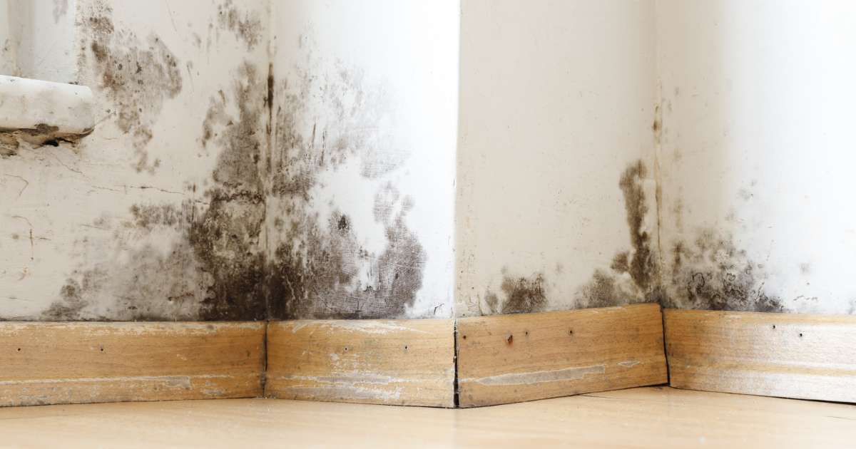 house with black mold on wall