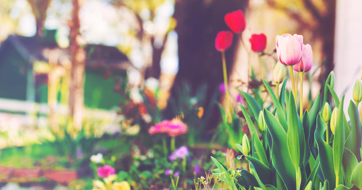 tulips blooming in front of house in spring time