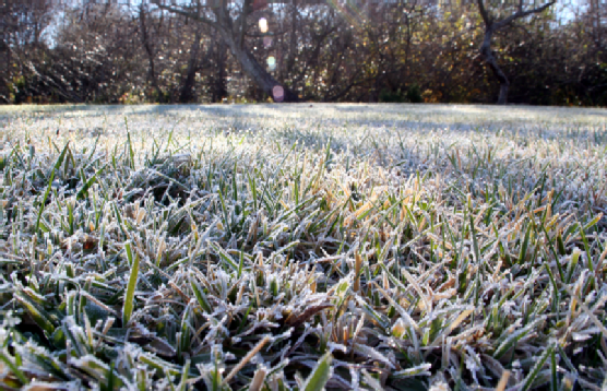 icy grass